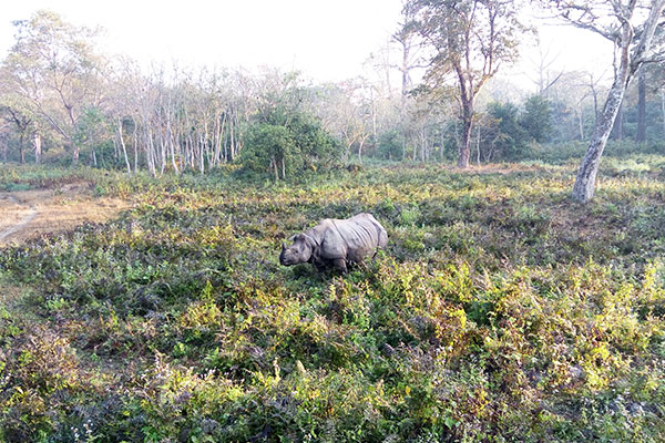 Jaldapara National Park